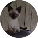 Shane Bowman profile picture